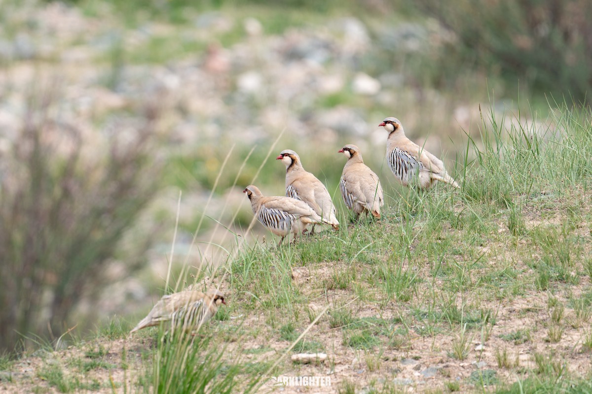 Przevalski's Partridge - ML639555479
