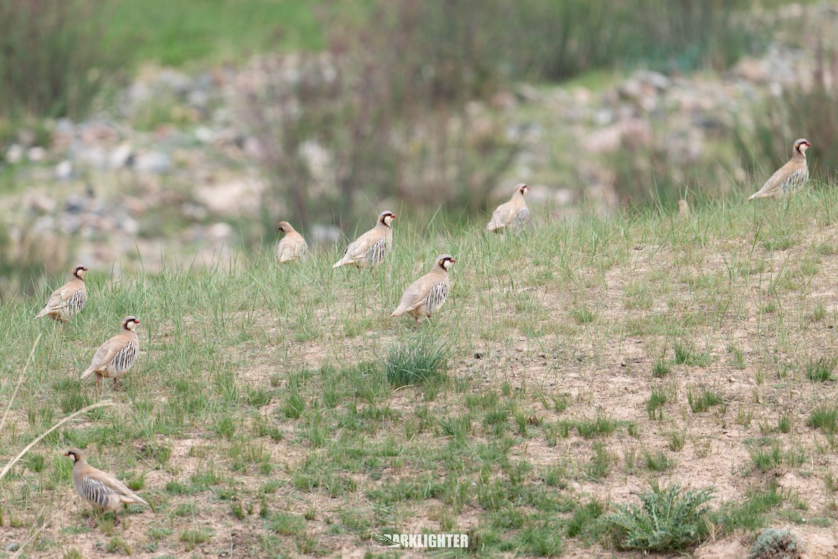 Przevalski's Partridge - ML639555481