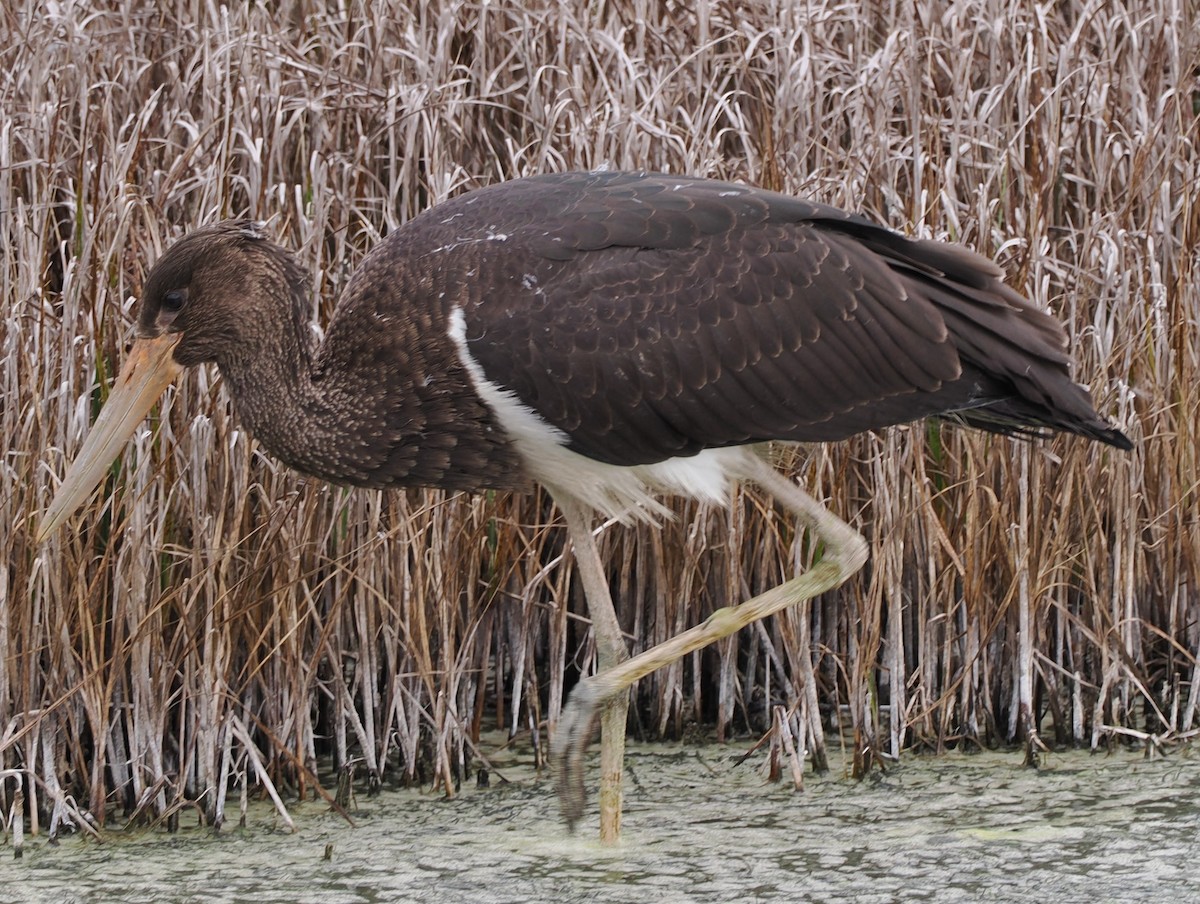 Black Stork - ML639555486