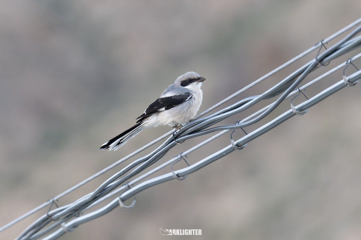 Giant Shrike - ML639555515
