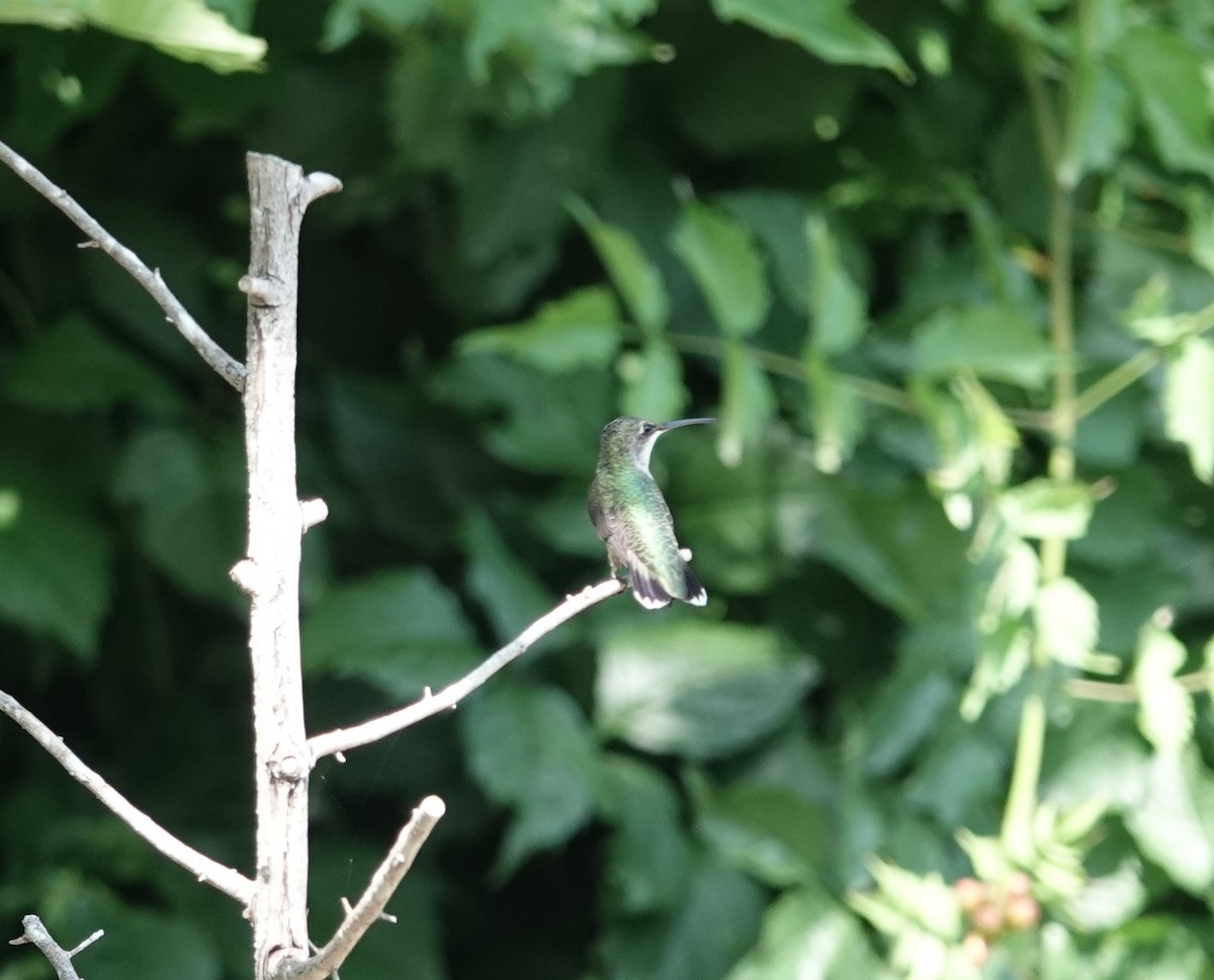 Ruby-throated Hummingbird - ML639555554
