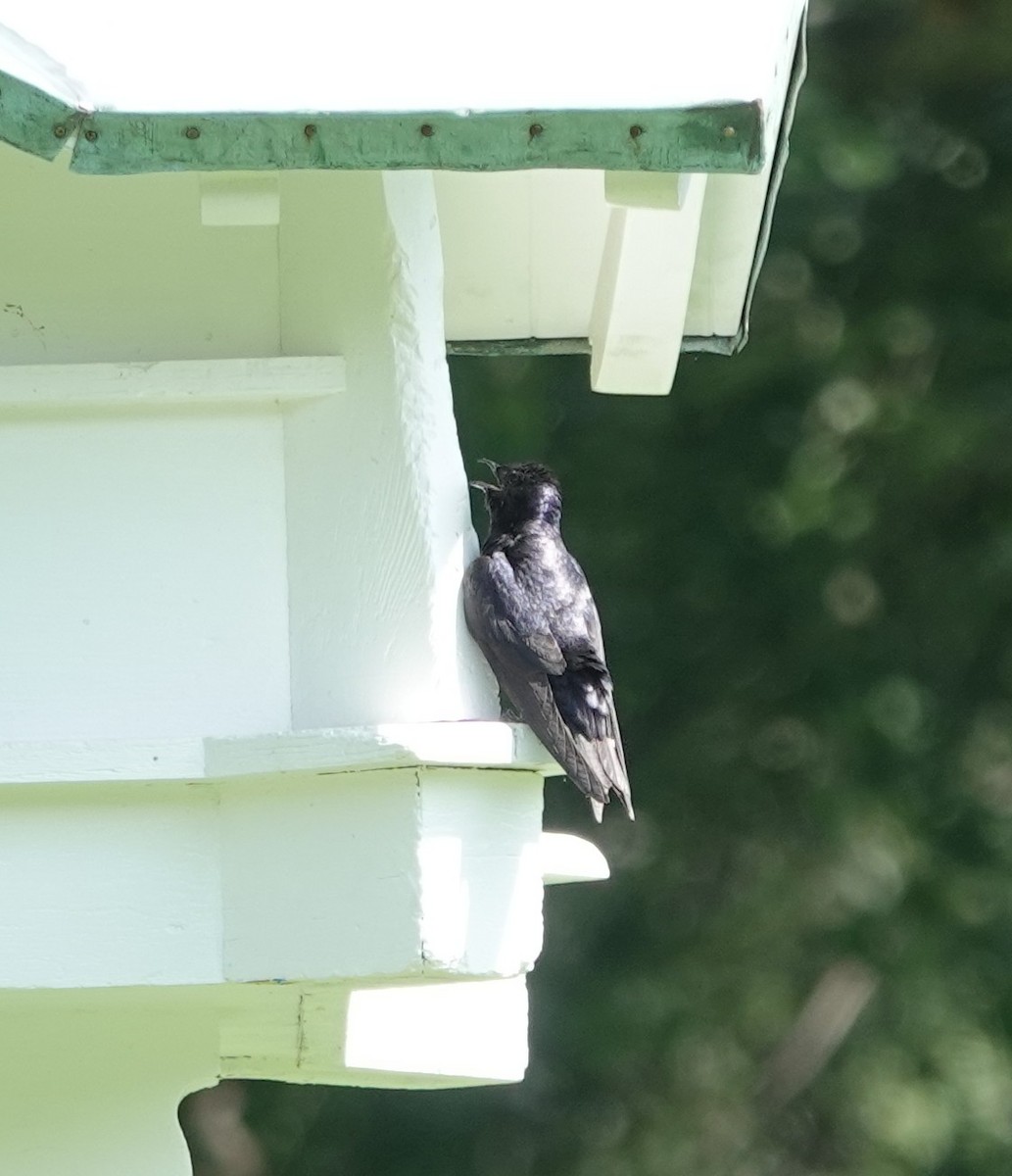 Purple Martin - ML639555615