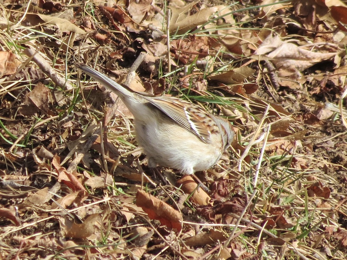 American Tree Sparrow - ML639555641