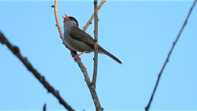 Bush Blackcap - ML639555643