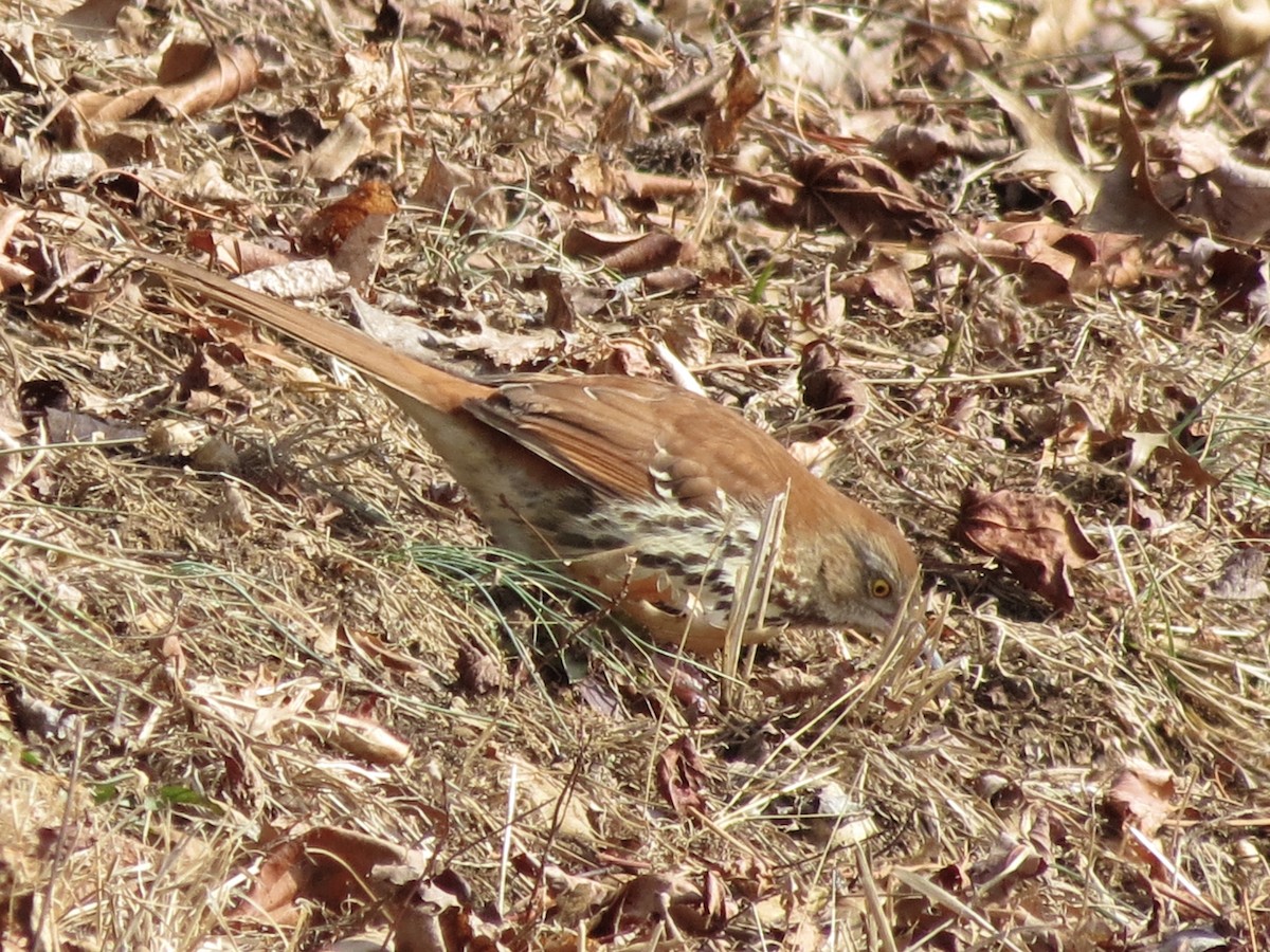 Brown Thrasher - ML639555649