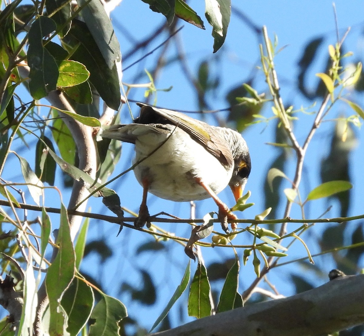 Noisy Miner - ML639555656