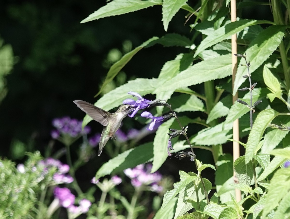 Ruby-throated Hummingbird - ML639555681