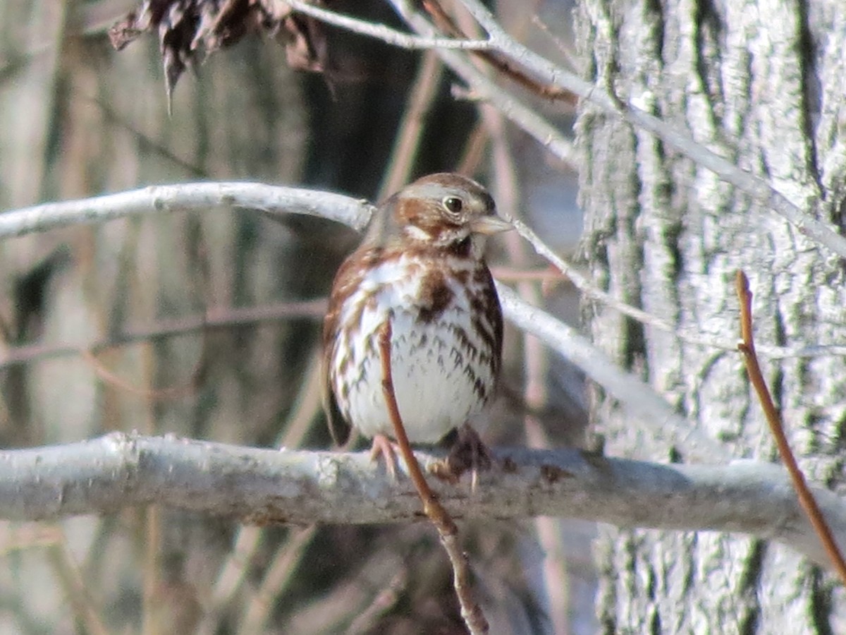 Fox Sparrow (Red) - ML639555688