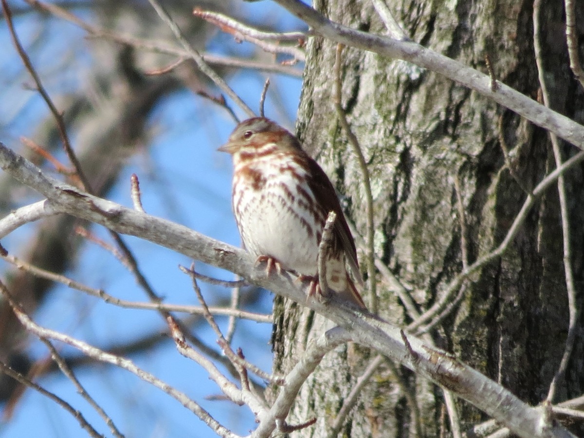 Fox Sparrow (Red) - ML639555689