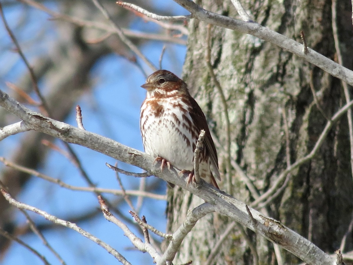 Fox Sparrow (Red) - ML639555690