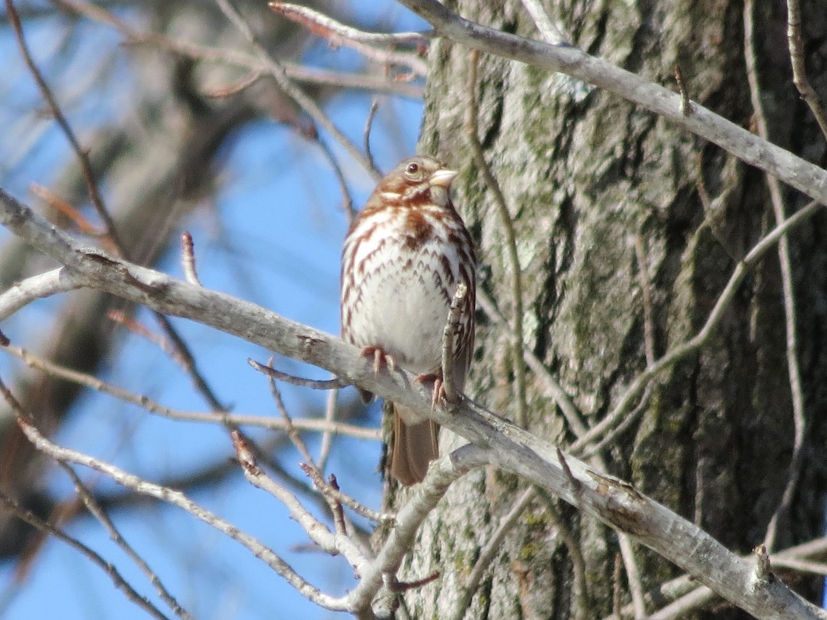Fox Sparrow (Red) - ML639555691