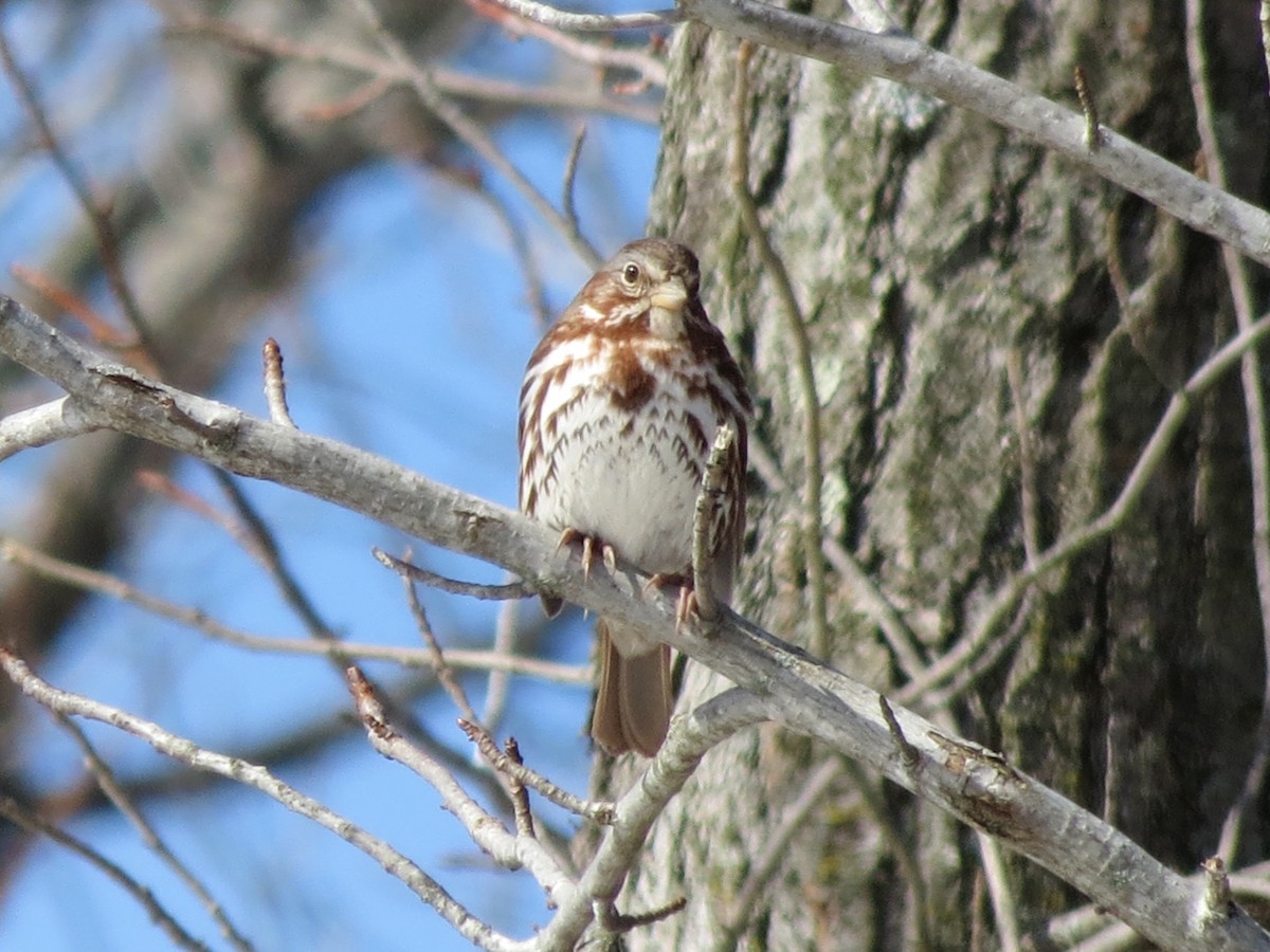 Fox Sparrow (Red) - ML639555693