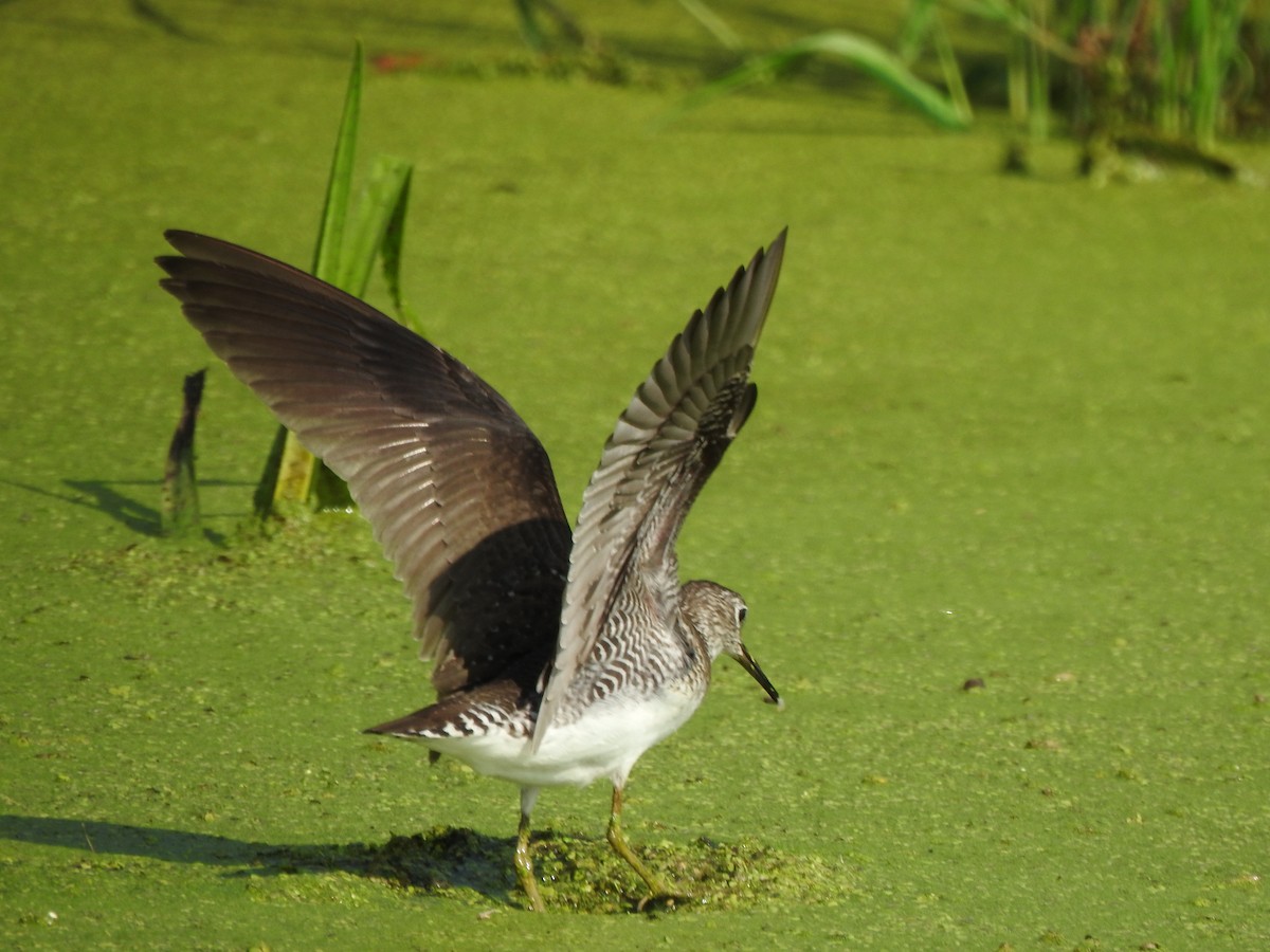 Solitary Sandpiper - ML639555699