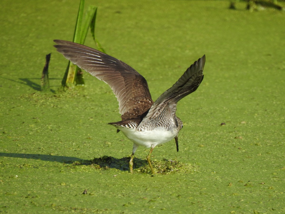 Solitary Sandpiper - ML639555700