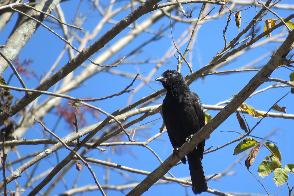 Scarlet-throated Tanager - ML639555719
