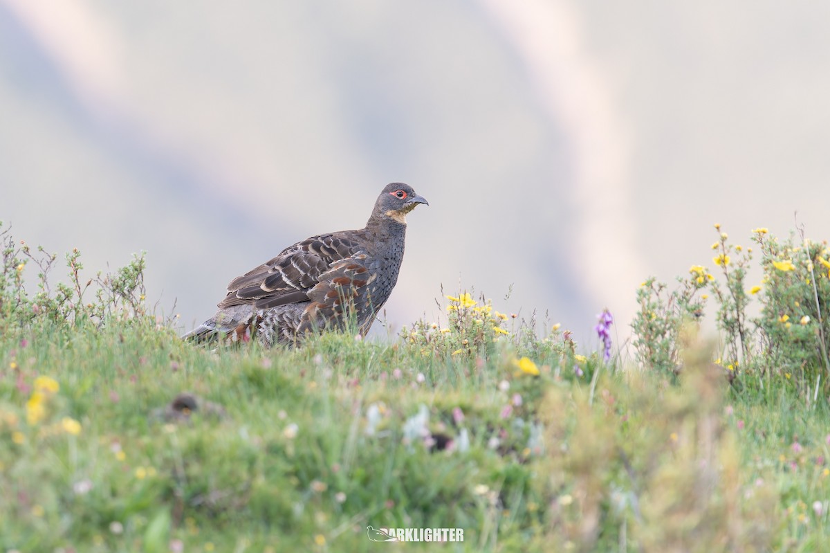 Buff-throated Monal-Partridge - ML639555843