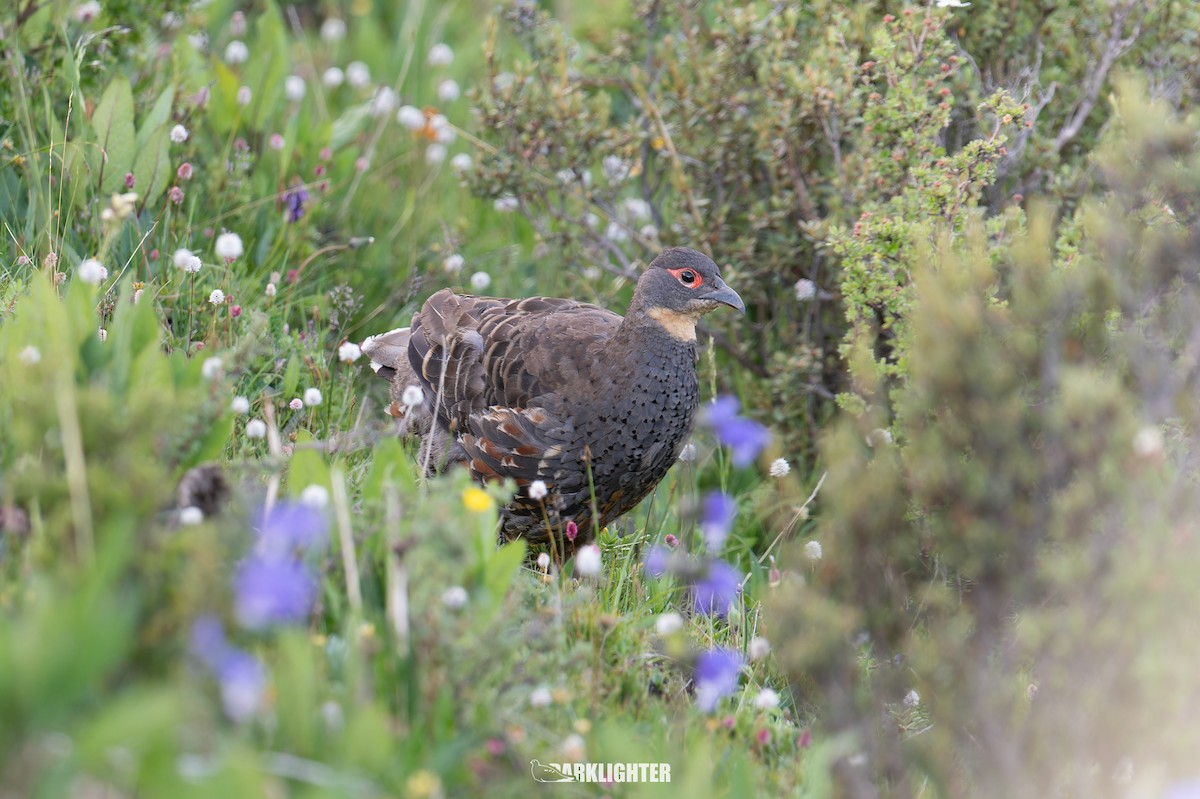 Buff-throated Monal-Partridge - ML639555845