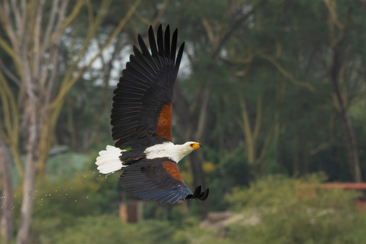 African Fish-Eagle - ML639555970