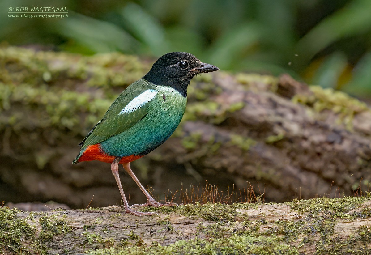 Eastern Hooded Pitta (Papuan) - ML639555981