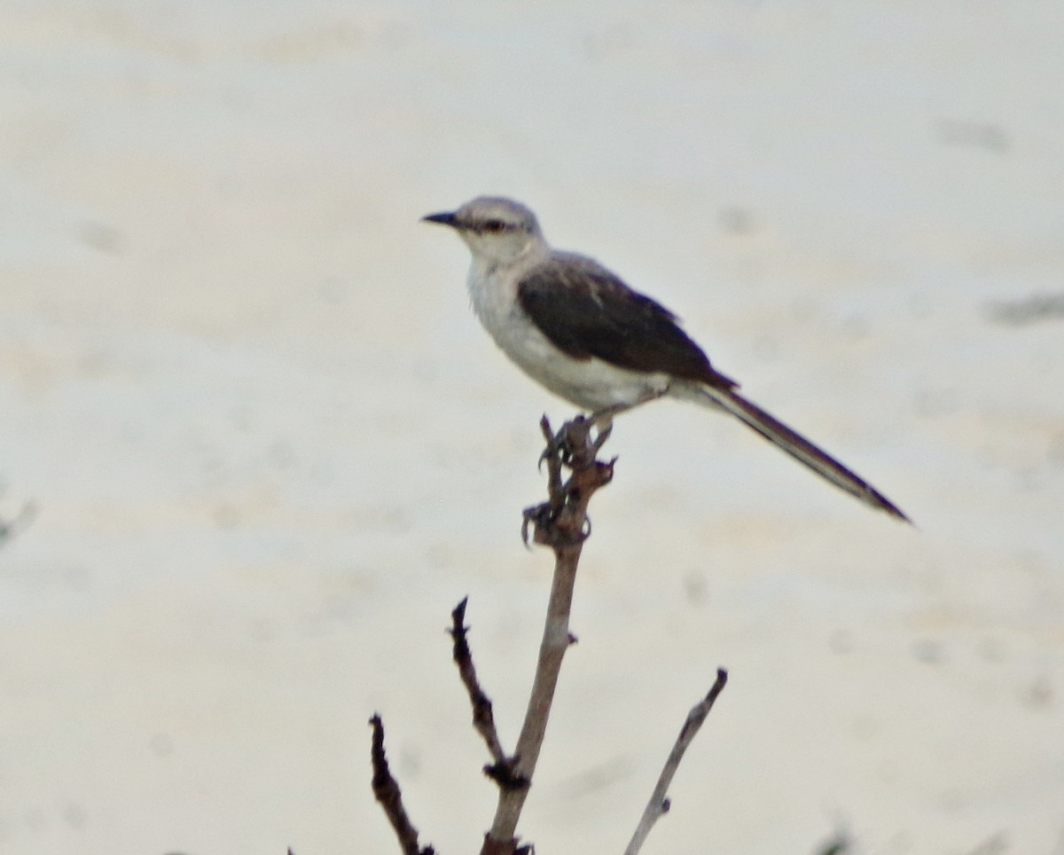 Tropical Mockingbird - ML639555999