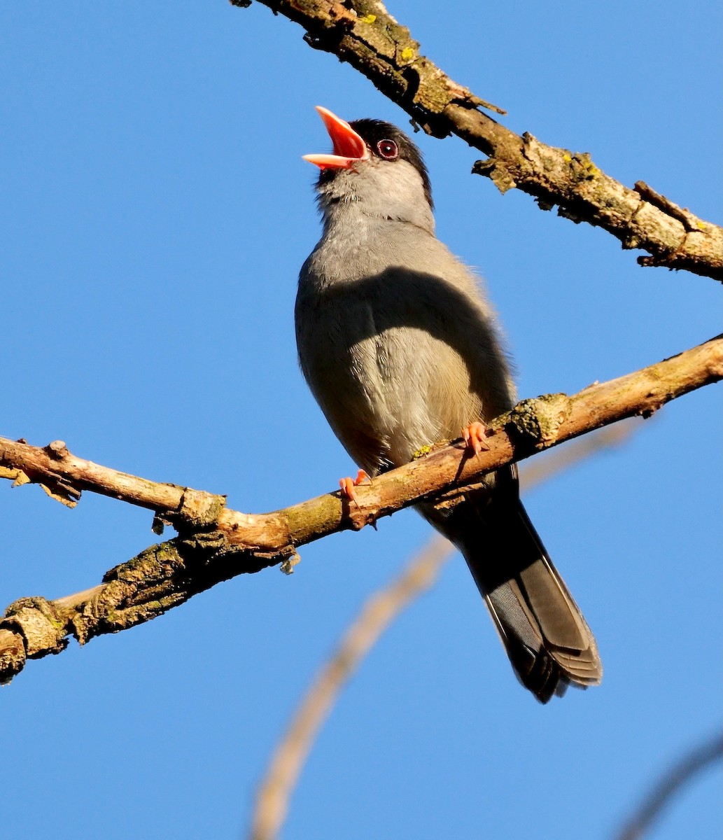 Bush Blackcap - ML639556011