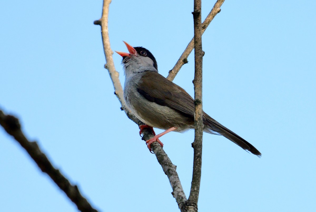 Bush Blackcap - ML639556012