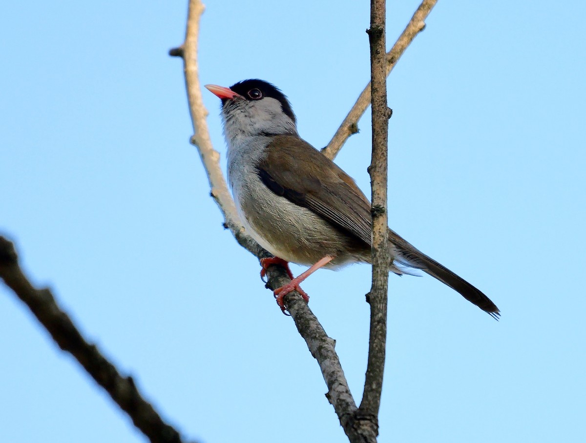Bush Blackcap - ML639556013