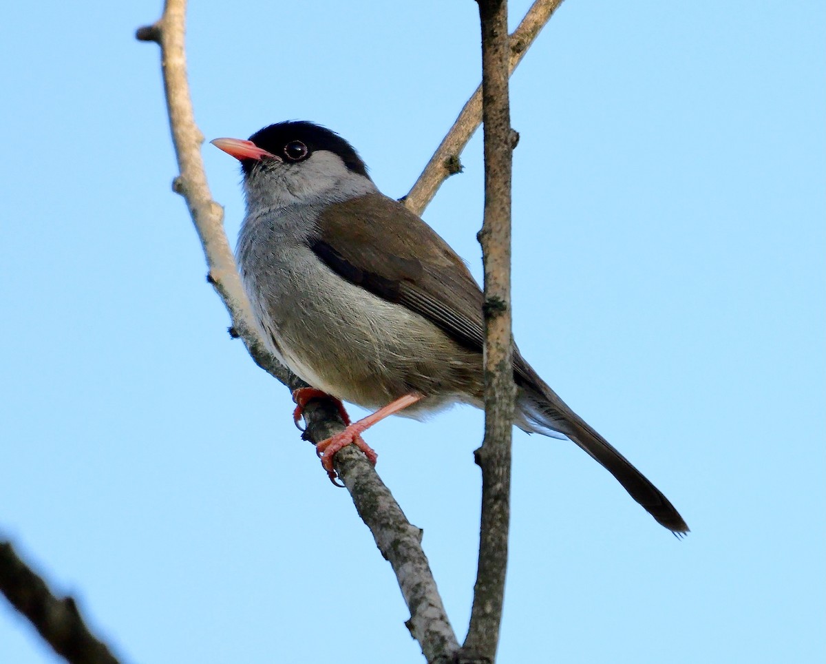 Bush Blackcap - ML639556014