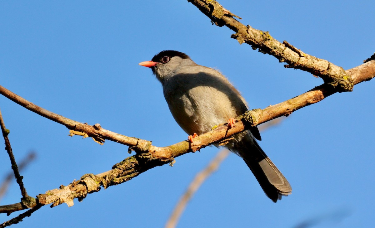 Bush Blackcap - ML639556015
