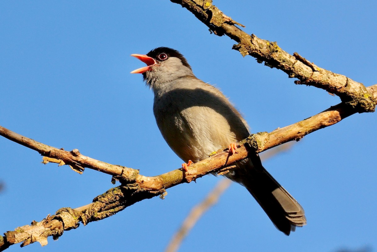 Bush Blackcap - ML639556016