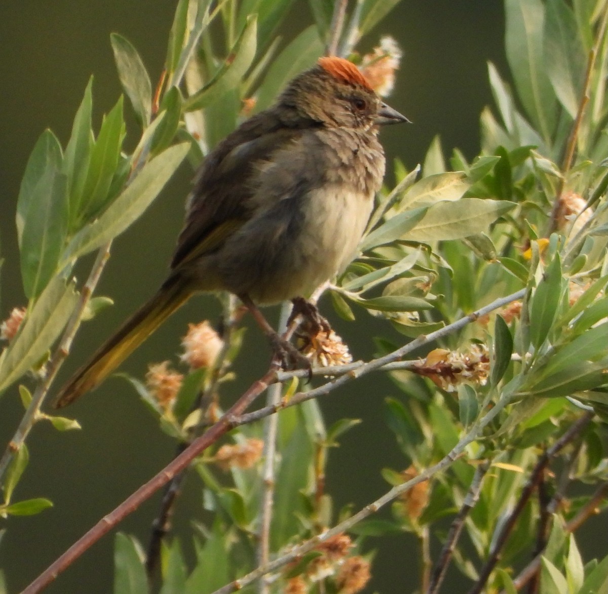 Green-tailed Towhee - ML639556110