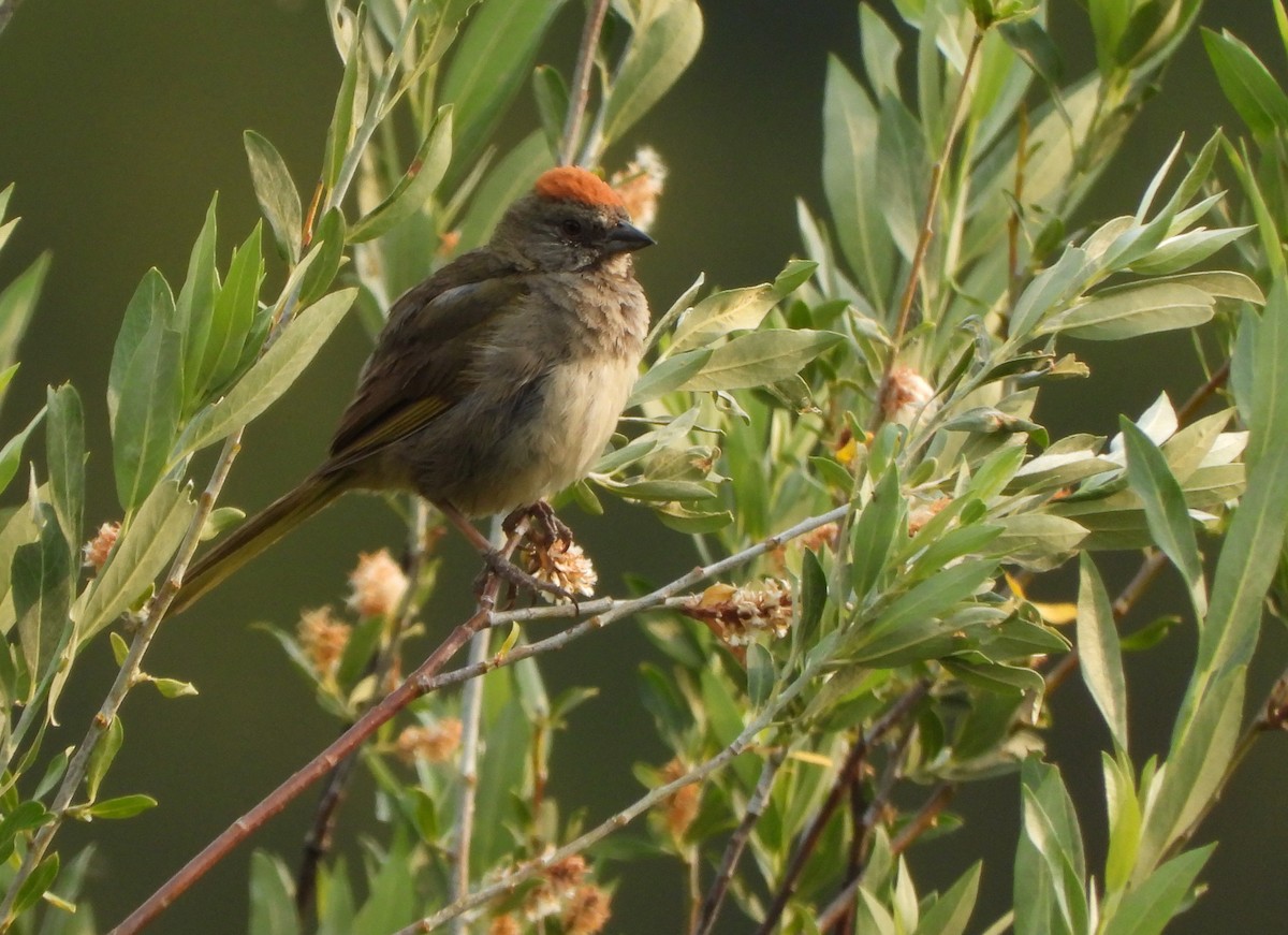Green-tailed Towhee - ML639556111