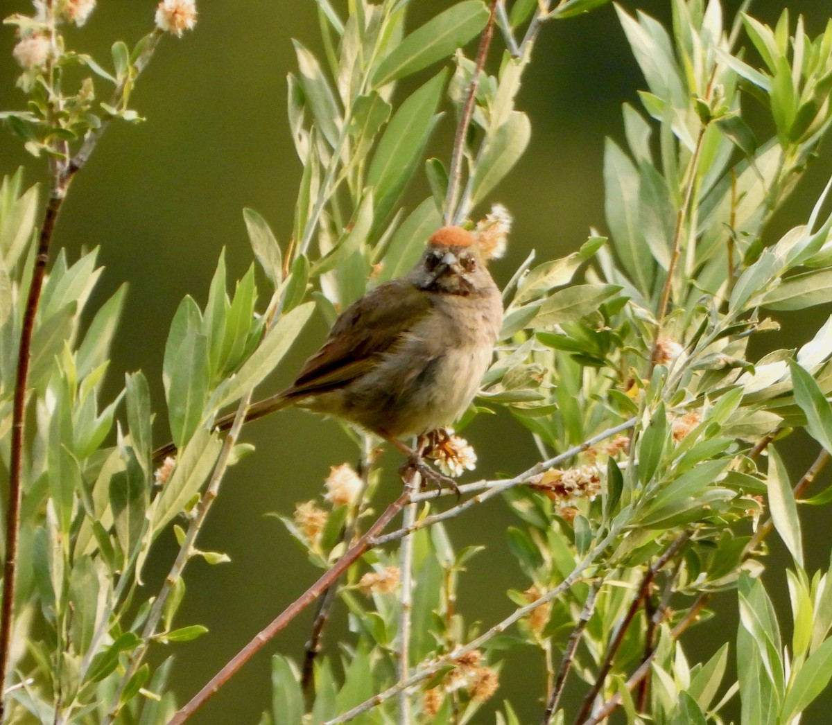 Green-tailed Towhee - ML639556112