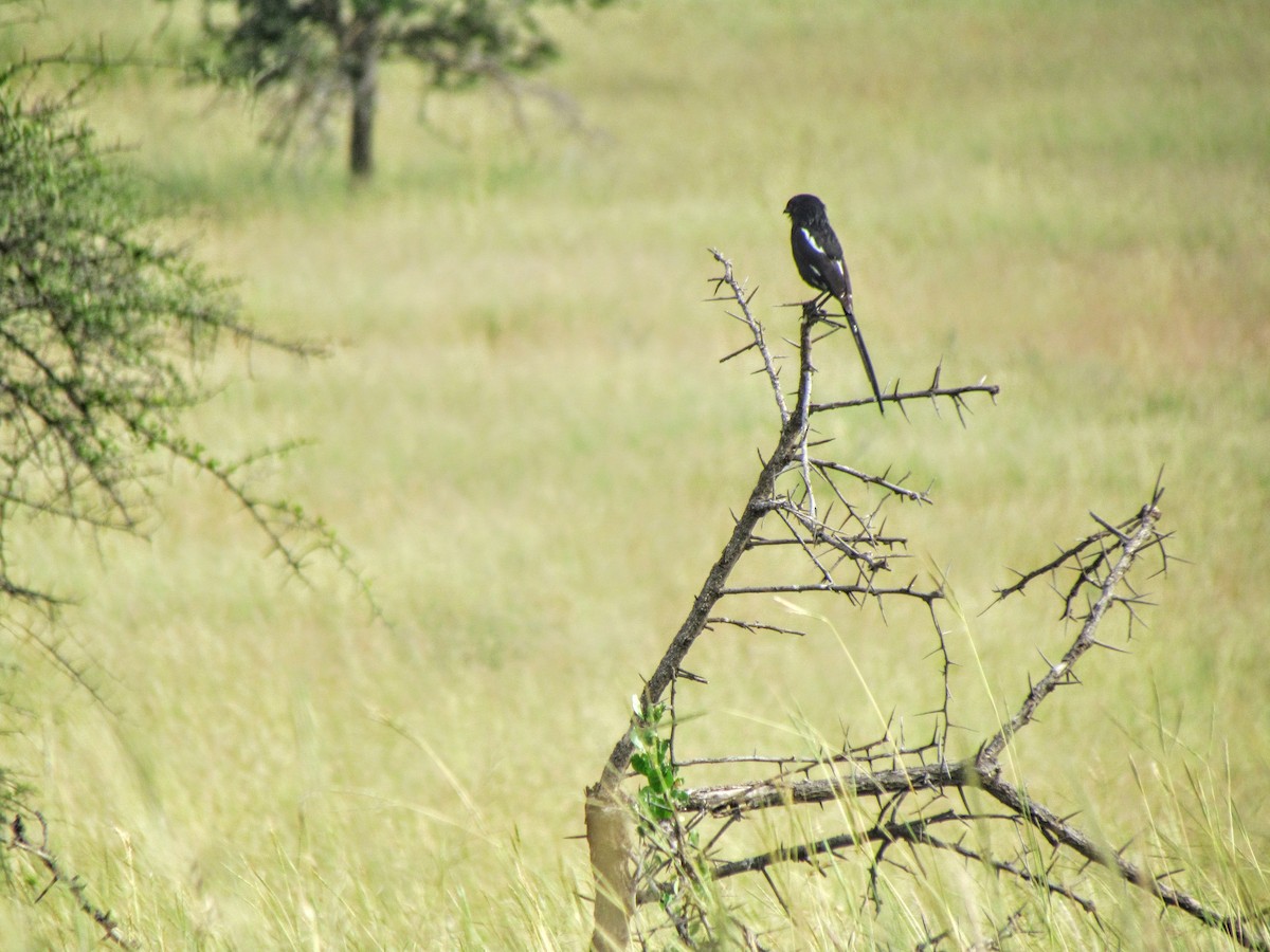 Magpie Shrike - ML639556113