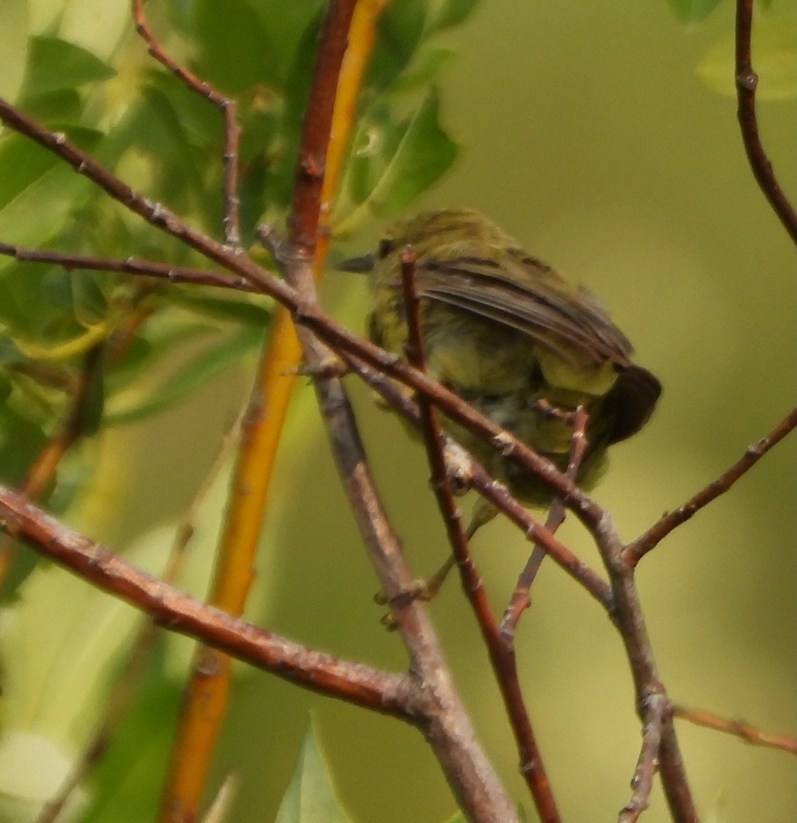 Orange-crowned Warbler - ML639556116