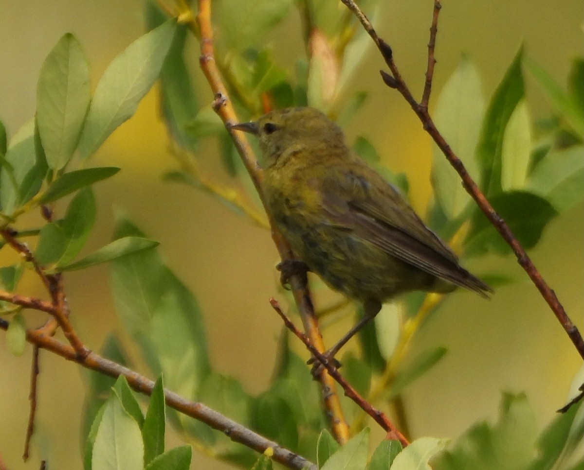 Orange-crowned Warbler - ML639556117