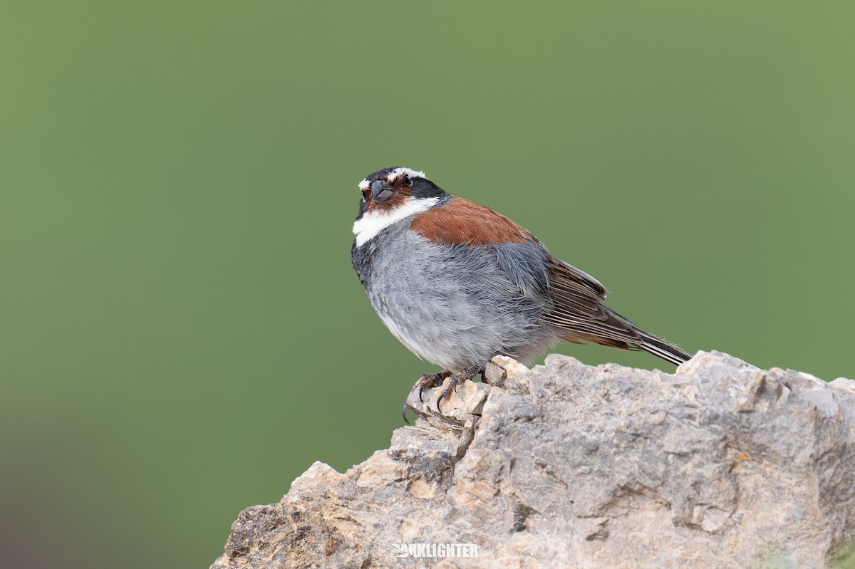 Tibetan Bunting - ML639556120