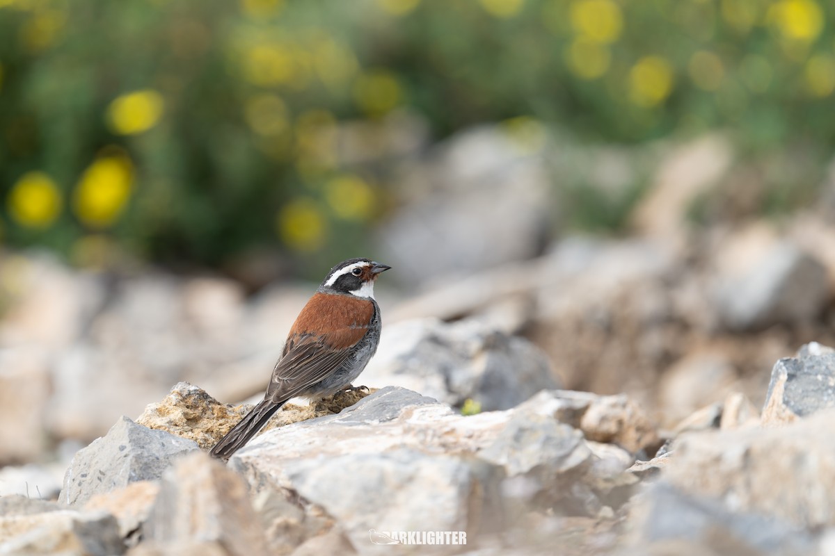 Tibetan Bunting - ML639556121
