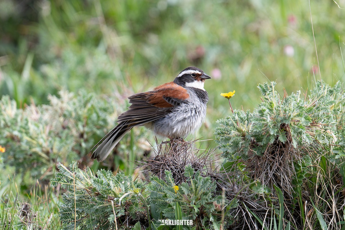 Tibetan Bunting - ML639556122
