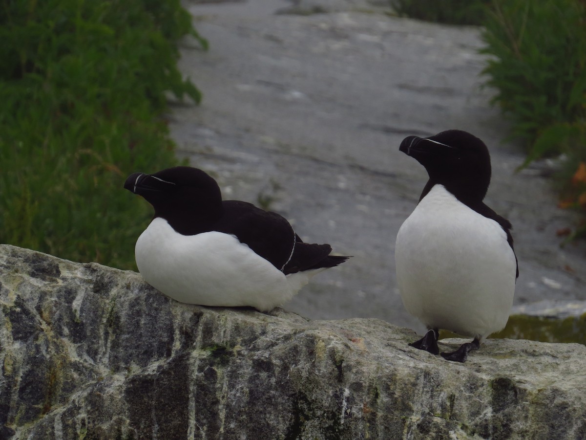 alka malá - ML639556199