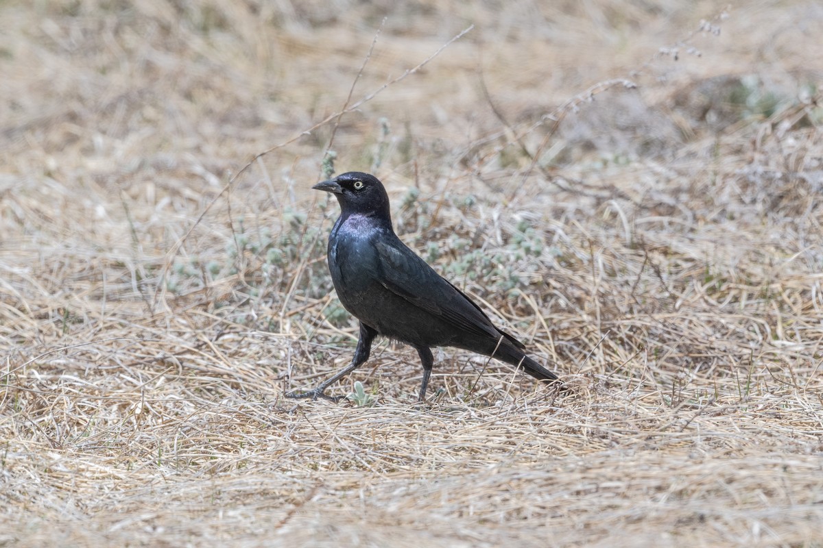 Brewer's Blackbird - ML639556204