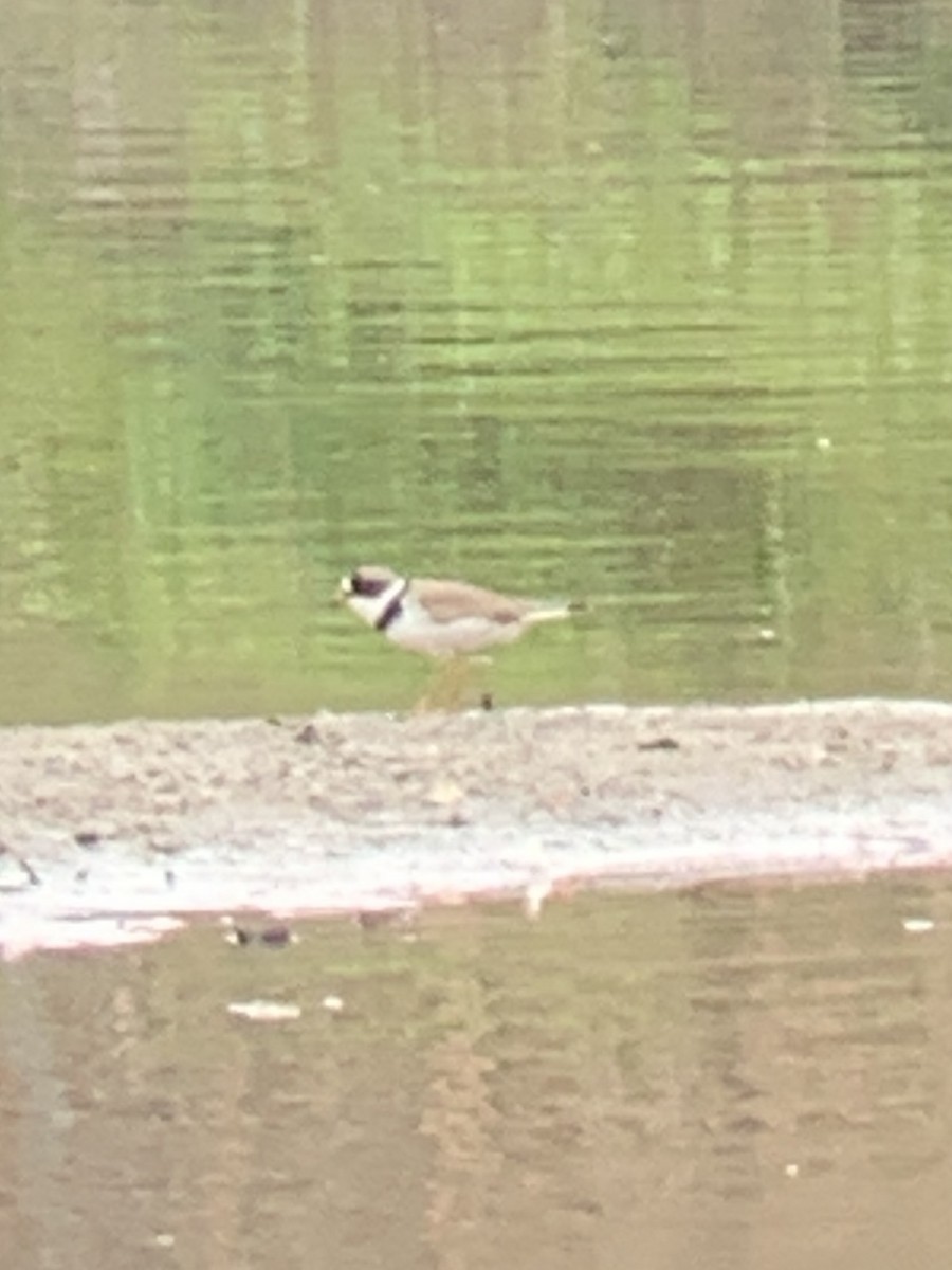 Semipalmated Plover - ML639556214