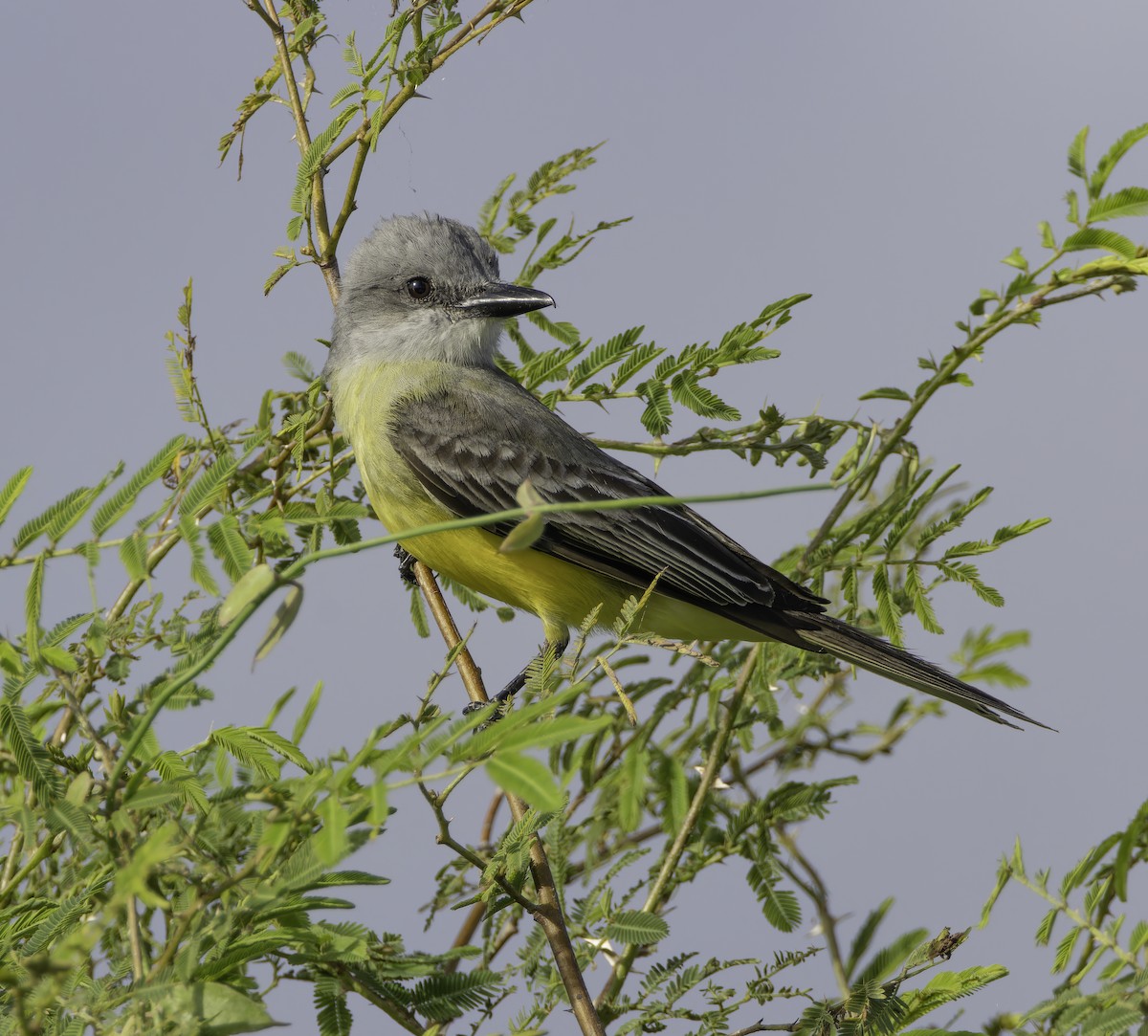 Tropical Kingbird - ML639556261