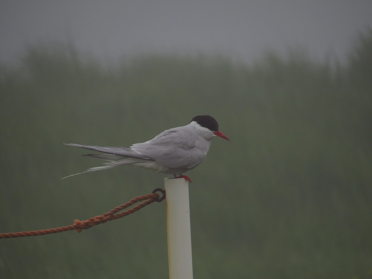 rybák dlouhoocasý - ML639556311