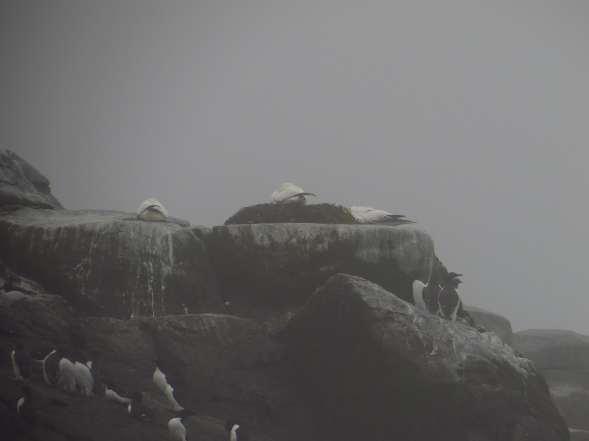 terej bílý - ML639556362