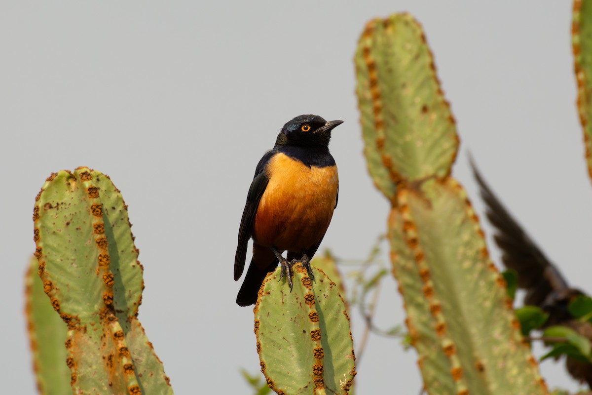 Hildebrandt's Starling - ML639556408