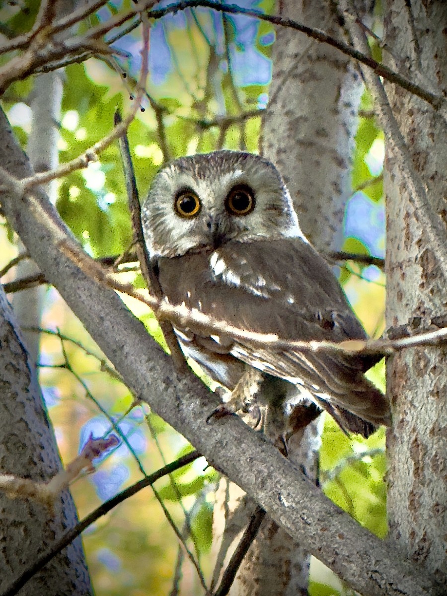 Northern Saw-whet Owl - ML639556422