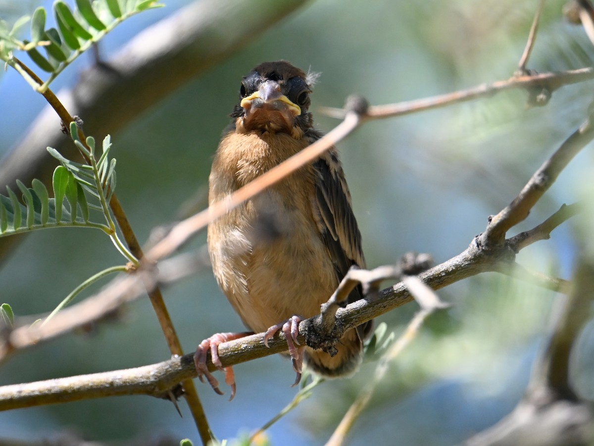 Blue Grosbeak - ML639556424