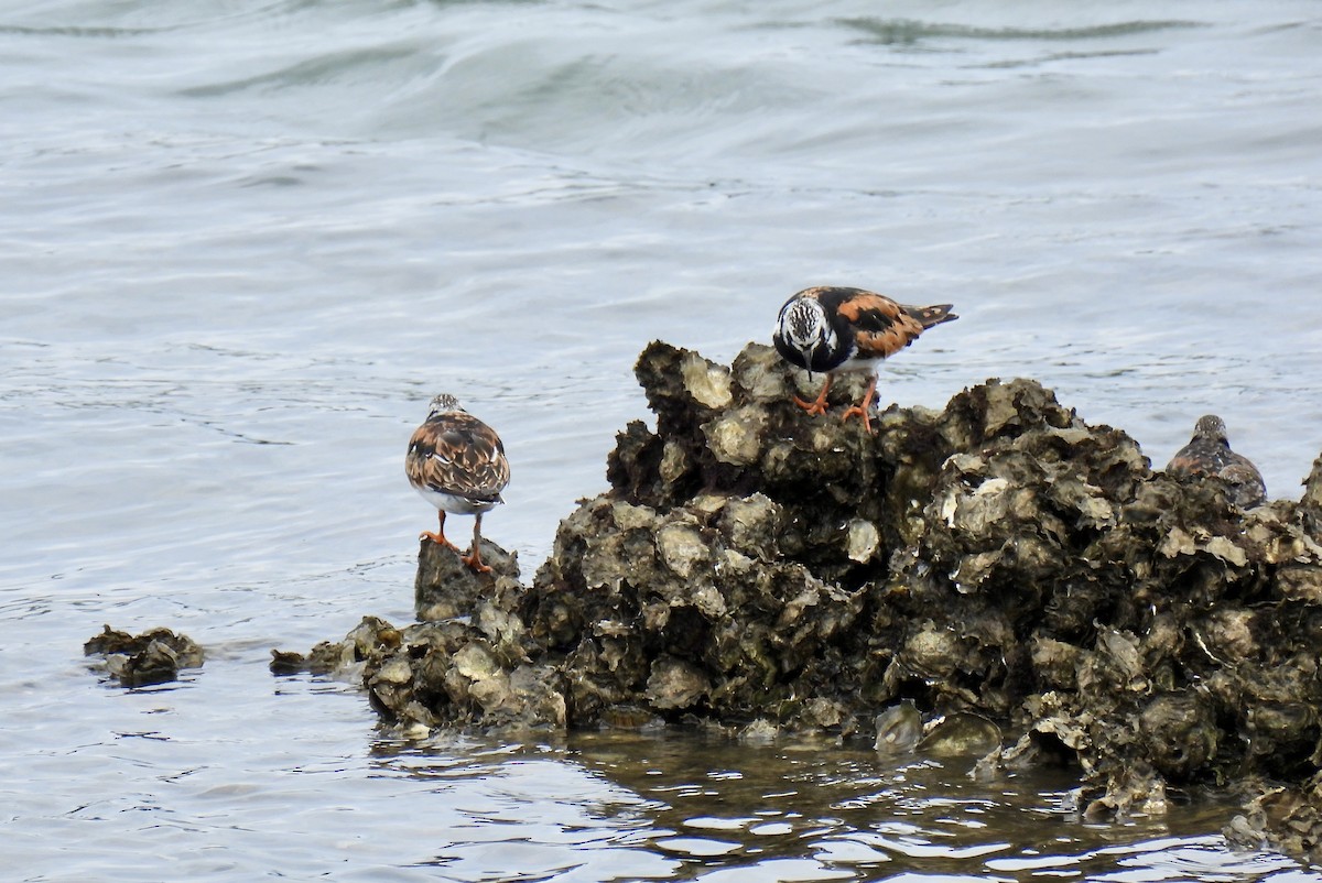 Алаг хайргач - ML639556428