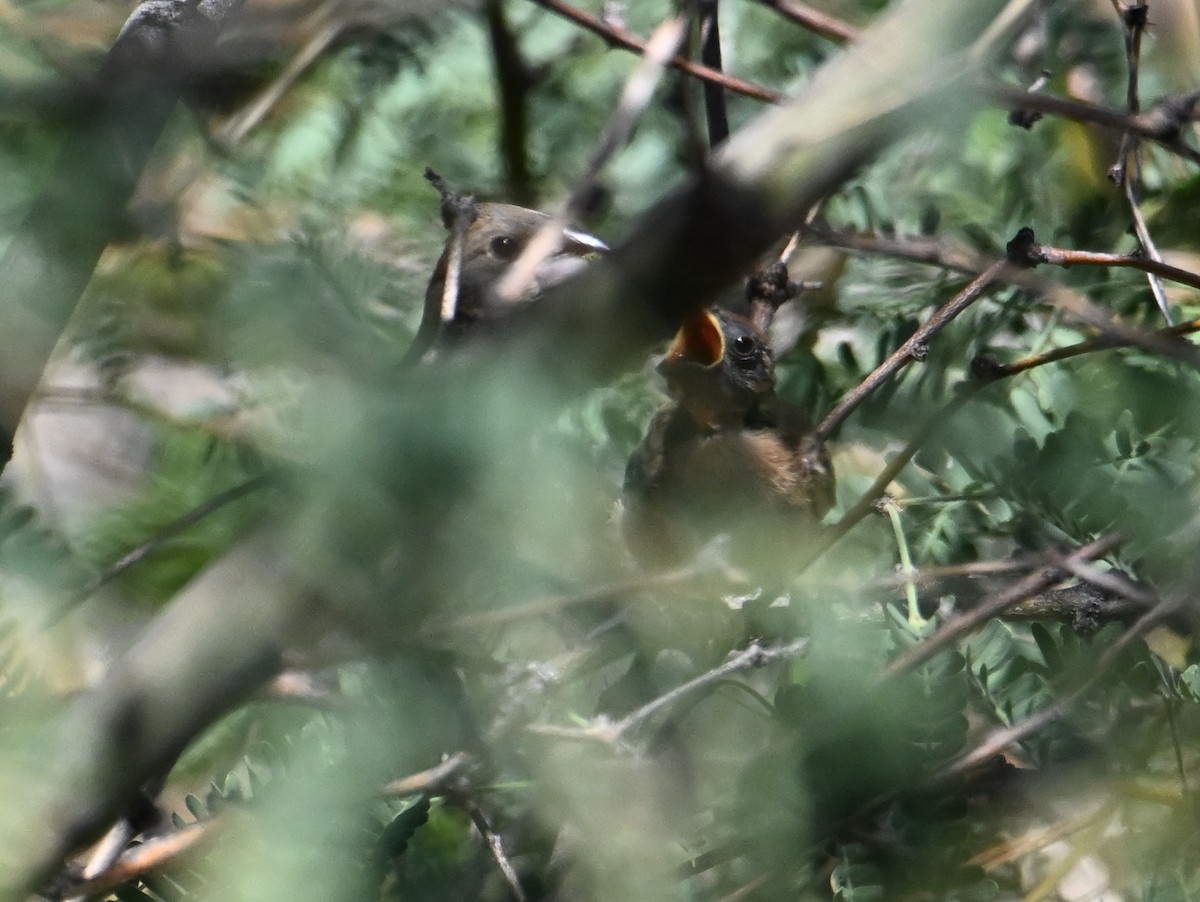 Blue Grosbeak - ML639556434